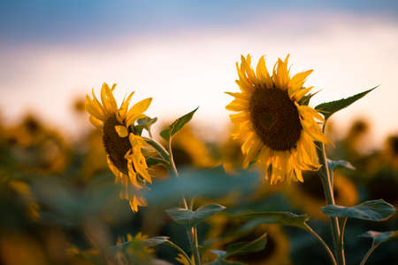 field of blooming sunflowers on a background sunsetの写真素材