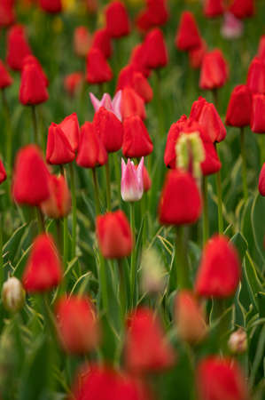 Tulip field in the Netherlands with beautifully colored blooming tulipsの写真素材