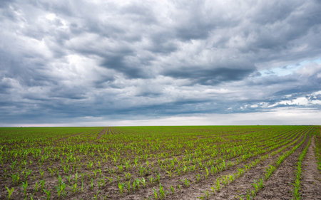 Rows of young corn shoots on a cornfieldの写真素材