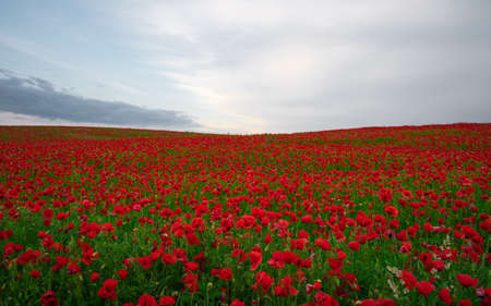 Beautiful field of red poppies in the sunset light.の写真素材