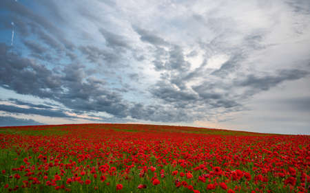 Beautiful field of red poppies in the sunset light.の写真素材