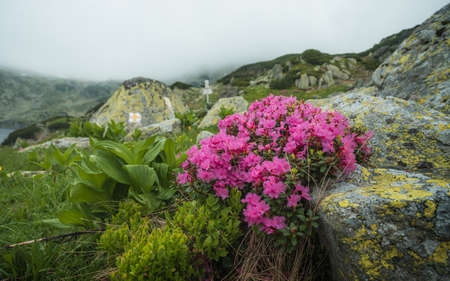 Landscape at the top of the Retezat mountains. Romania, Hunedoara.の写真素材