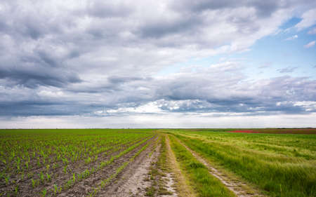 Rows of young corn shoots on a cornfieldの写真素材
