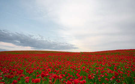 Beautiful field of red poppies in the sunset light.の写真素材