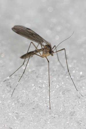 long legged fly on snowの写真素材