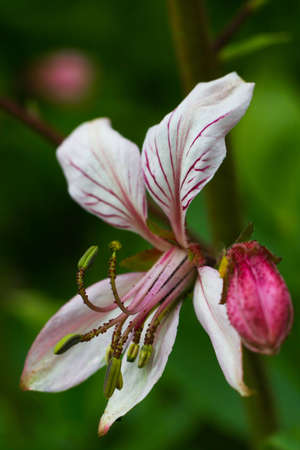 Burning-bush (Dictamnus albus). Dictamnus is a genus of flowering plant in the  Rutaceae, with a single species, Dictamnus albus. It is known variously as Burning-bush, False Dittany, White Dittany, and Gas-plant. It is a perennial herb, native to sの写真素材