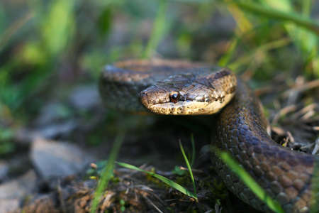 Smooth snake (Coronella austriaca) is a harmless colubrid species found in northern and central Europe, but also as far east as northern Iran. Currently three subspecies are recognized.の写真素材