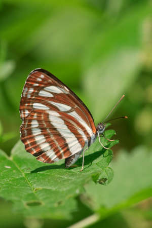 Common Glider butterly on a leafの写真素材