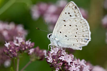 Meleager's Blue butterfly on a flower.の写真素材