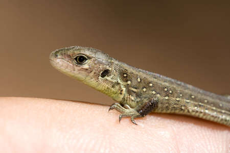 Sand lizard on a finger.
