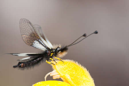 Ascalaphus sitting on a flower.の写真素材