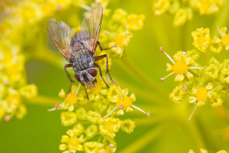 Close up of a phrynovetula sitting on a flower.の写真素材