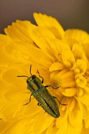Closeup of a jewel beetle sitting on a flower.の写真素材