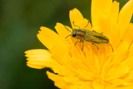 Closeup of a jewel beetle sitting on a flower.の写真素材