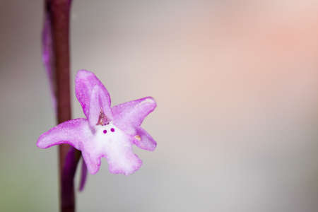 Closeup of a single flower of orchis quadripunctata.の写真素材