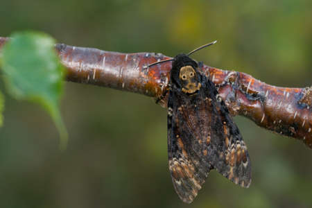 Death's-head Hawk-moth sitting on a branchの写真素材