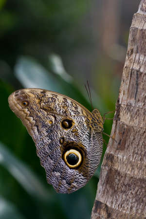 butterfly Caligo memnon resting on a trunkの写真素材