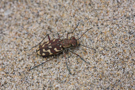 Cicindela flexuosaの写真素材