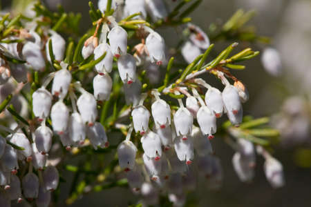 flowers of tree heath (Erica arborea)の写真素材