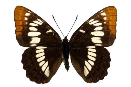 female of Lorquin's Admiral (Limenitis lorquini) isolated on whiteの写真素材