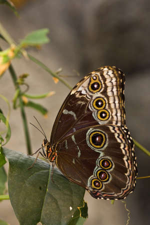 Peleides Blue Morpho butterfly resting on a leaf