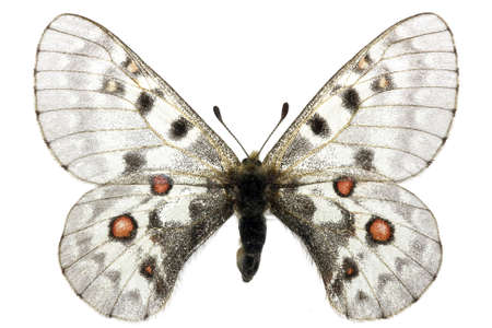 female of Small Apollo (Parnassius phoebus) isolated on whiteの写真素材