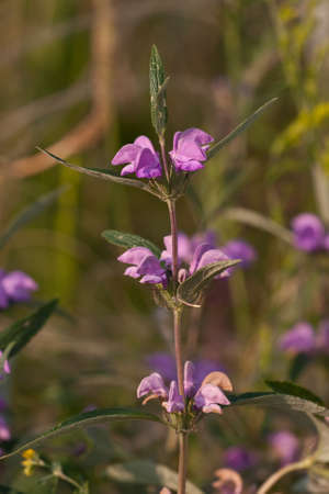 flowers of Phlomis pungens
