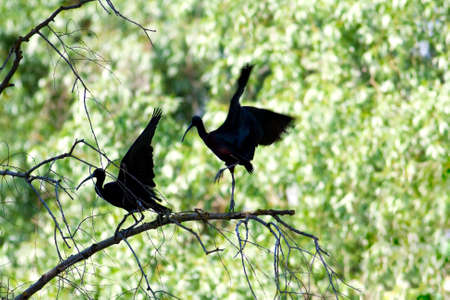 Glossy Ibis shilouettes on branches