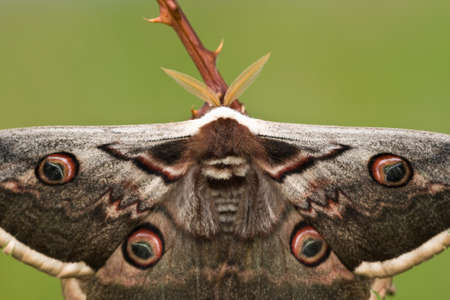 Male Peacock Moth (Saturnia pyri)の写真素材