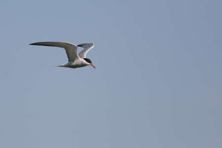 Adult common tern (Sterna hirundo)の写真素材