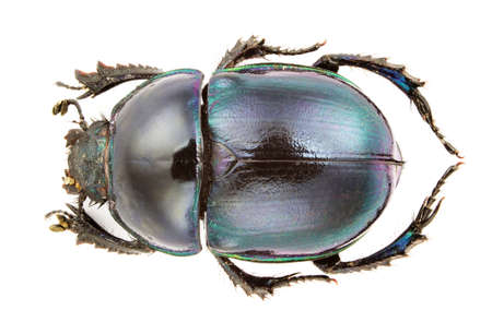 Close up of a Trypocopris Pyrenaicus isolated on white background.の写真素材