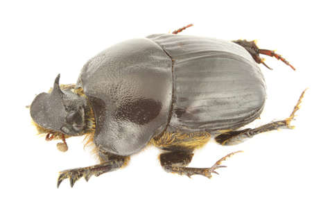 Bubas bubalus (dung beetle) isolated on a white background.の写真素材