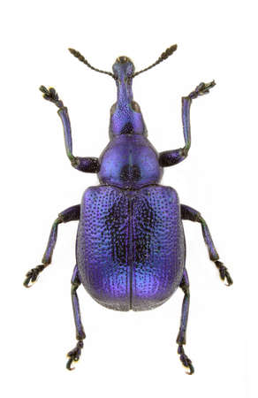Byctiscus betulae (Hazel Leaf-roller) isolated on a white background.の写真素材