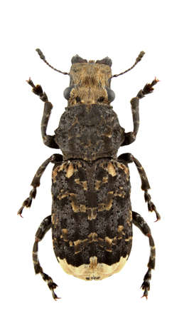 Platyrhinus resinosus (fungus weevils) isolated on a white backgroundの写真素材