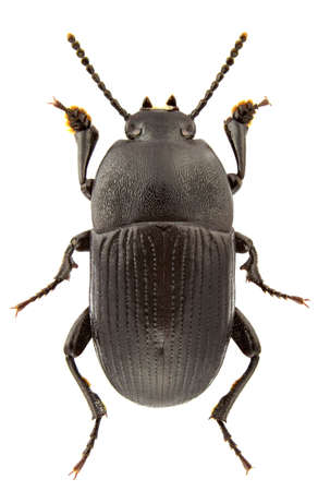 Pedinus quadratus isolated on a white background.の写真素材
