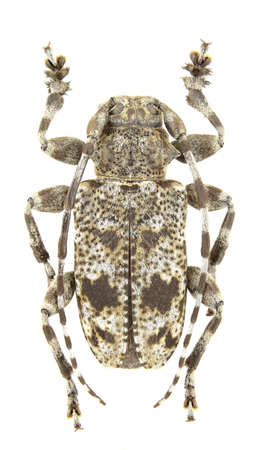 Male of Aegomorphus clavipes isolated on white backgroundの写真素材