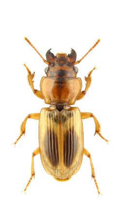 Daptus vittatus isolated on a white background.の写真素材