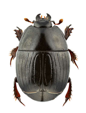 Atholus duodecimstriatus isolated on a white backgroundの写真素材