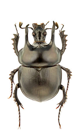 male of Typhaeus momus isolated on white backgroundの写真素材