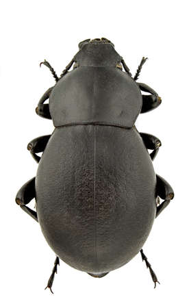 Gnaptor spinimanus isolated on a white backgroundの写真素材