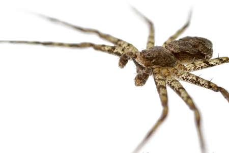 A spider isolated on white a background.の写真素材