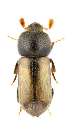 Trypodendron domesticum isolated on a white background.の写真素材