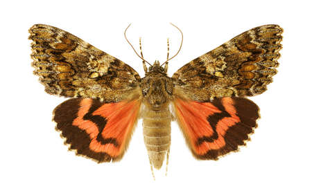 Dark Crimson Underwing (Catocala sponsa) isolated on a white background.の写真素材
