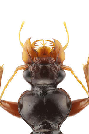 Detail of a Leistus piceus isolated on a white background.