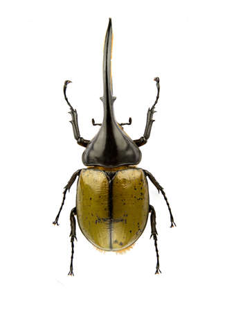 Dynastes hercules isolated on a white background.の写真素材