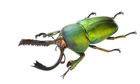 Lamprima adolphinae isolated on a white background.の写真素材