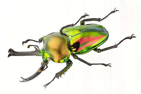 Phalacrognathus muelleri isolated on a white background.の写真素材