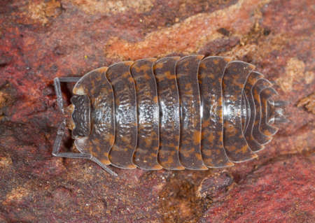 A Brown Spotted Woodlouse photohraphed in natureの写真素材