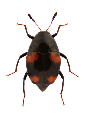 A Scaphidium quadrimaculatum, shining fungus beetle, isolated on a white backgroundの写真素材