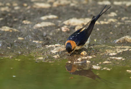 Red-rumped Swallow, Hirundo daurica, near a pool collecting mud for the nestの写真素材